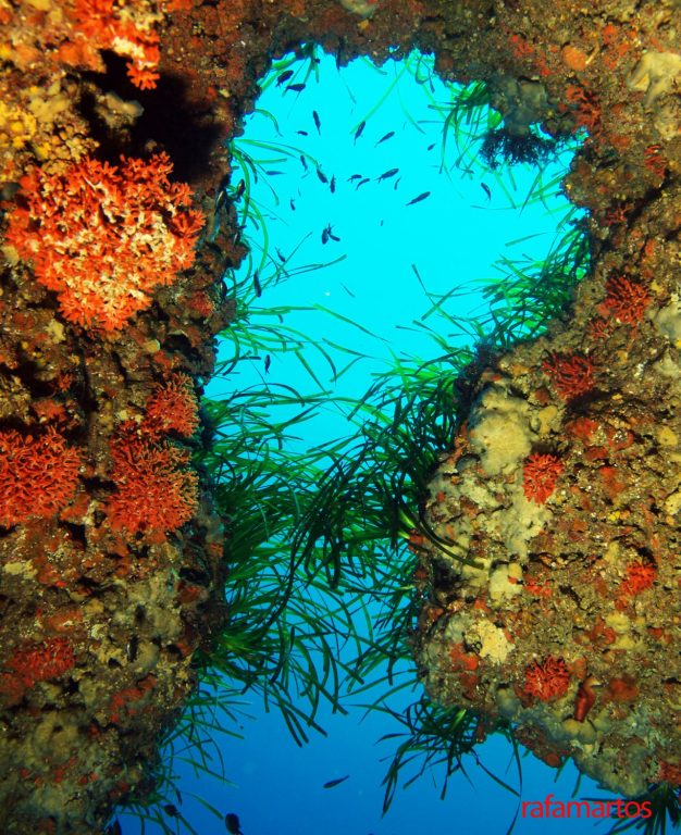 Buceo en Ses Coves de Ibiza